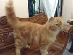 Garfield (Bukit Antarabangsa) - Domestic Long Hair Cat