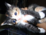 Tompok - Tortoiseshell Cat