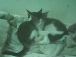 Michiko&amp;sachiko - Domestic Short Hair + Domestic Medium Hair Cat