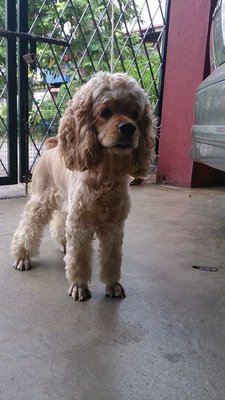 American Cocker Spaniel - Cocker Spaniel Dog