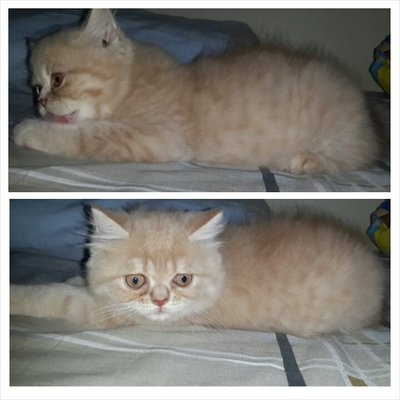 Male Persian (Semiflat) - Persian Cat