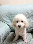 Happy  - Poodle Dog