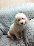 Happy  - Poodle Dog