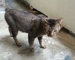 C1(5) Jacky - Domestic Short Hair Cat