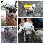 Paco/pelco/molly - Mixed Breed Dog