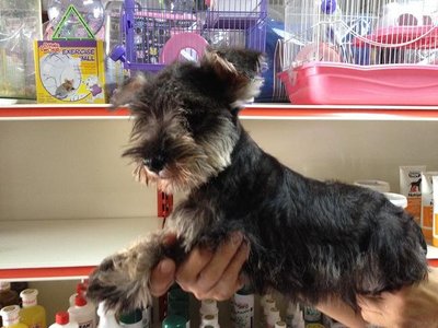 PF51343 - Schnauzer Dog