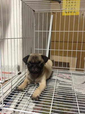 PF51344 - Pug Dog