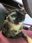 Flora (Please Read Description) - Tortoiseshell Cat