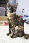 Flora (Please Read Description) - Tortoiseshell Cat