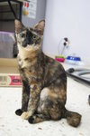 Flora (Please Read Description) - Tortoiseshell Cat