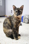 Flora (Please Read Description) - Tortoiseshell Cat