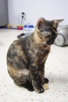 Flora (Please Read Description) - Tortoiseshell Cat