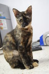 Flora (Please Read Description) - Tortoiseshell Cat