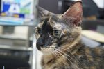 Flora (Please Read Description) - Tortoiseshell Cat