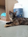 Flora (Please Read Description) - Tortoiseshell Cat