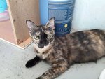 Flora (Please Read Description) - Tortoiseshell Cat