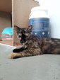 Flora (Please Read Description) - Tortoiseshell Cat