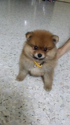 Onyx - Pomeranian Dog