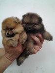 Treblecoats Male Pomeranian - Pomeranian Dog