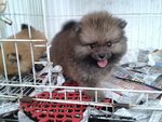 Treblecoats Male Pomeranian - Pomeranian Dog