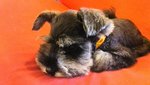 PF51352 - Schnauzer Dog