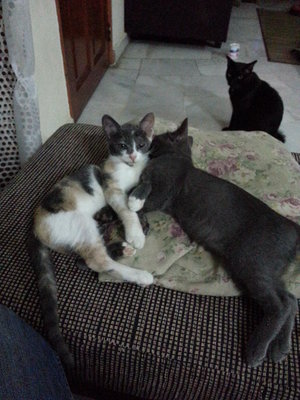 Zara Dan Mina - Domestic Medium Hair Cat