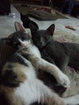 Zara Dan Mina - Domestic Medium Hair Cat