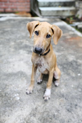 Coffee - Mixed Breed Dog