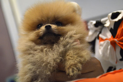 Pomeranian - Thick Coat And Small  - Pomeranian Dog