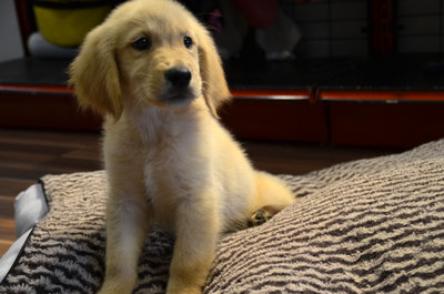 Golden Retriever - Big Bone And Imp - Golden Retriever Dog