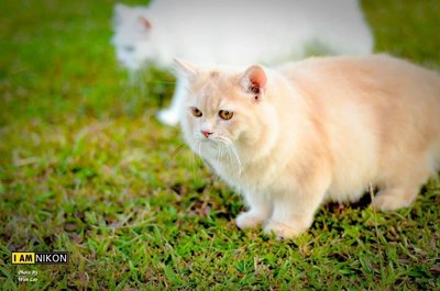 Kiko - Birman Cat