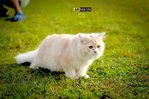 Kiko - Birman Cat