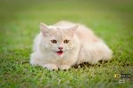 Kiko - Birman Cat