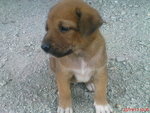 Doggi Mix - Mixed Breed Dog