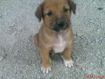 Doggi Mix - Mixed Breed Dog