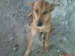 Doggi Mix - Mixed Breed Dog