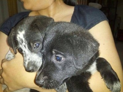 Labrador Mix Puppies - Labrador Retriever Mix Dog