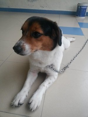 No Named Yet - Mixed Breed Dog