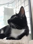 Minnie (Please Read Description) - Tuxedo Cat