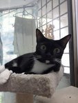 Minnie (Please Read Description) - Tuxedo Cat