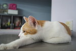 Teh (Please Read Description) - Domestic Short Hair Cat