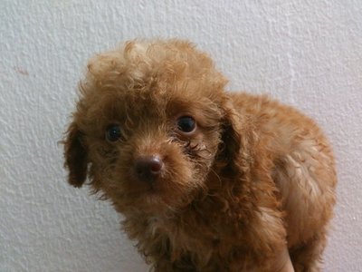 Toy Poodle Female  - Poodle Dog