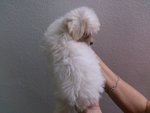 Maltese Female !! - Maltese Dog