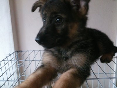 German Shepherd Dog Female - German Shepherd Dog Dog