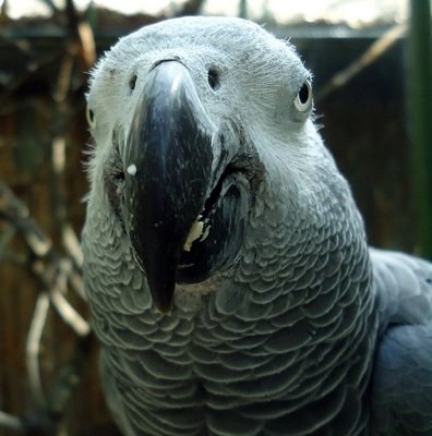 Grey African  - African Grey Bird