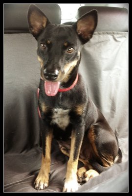 Na-na - Miniature Pinscher Mix Dog