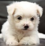 White Tiny Maltese - Maltese Dog