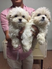 White Tiny Maltese - Maltese Dog