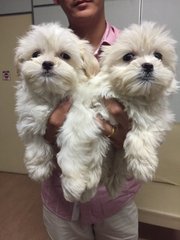 White Tiny Maltese - Maltese Dog