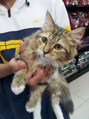 Cokin - Maine Coon + Bengal Cat